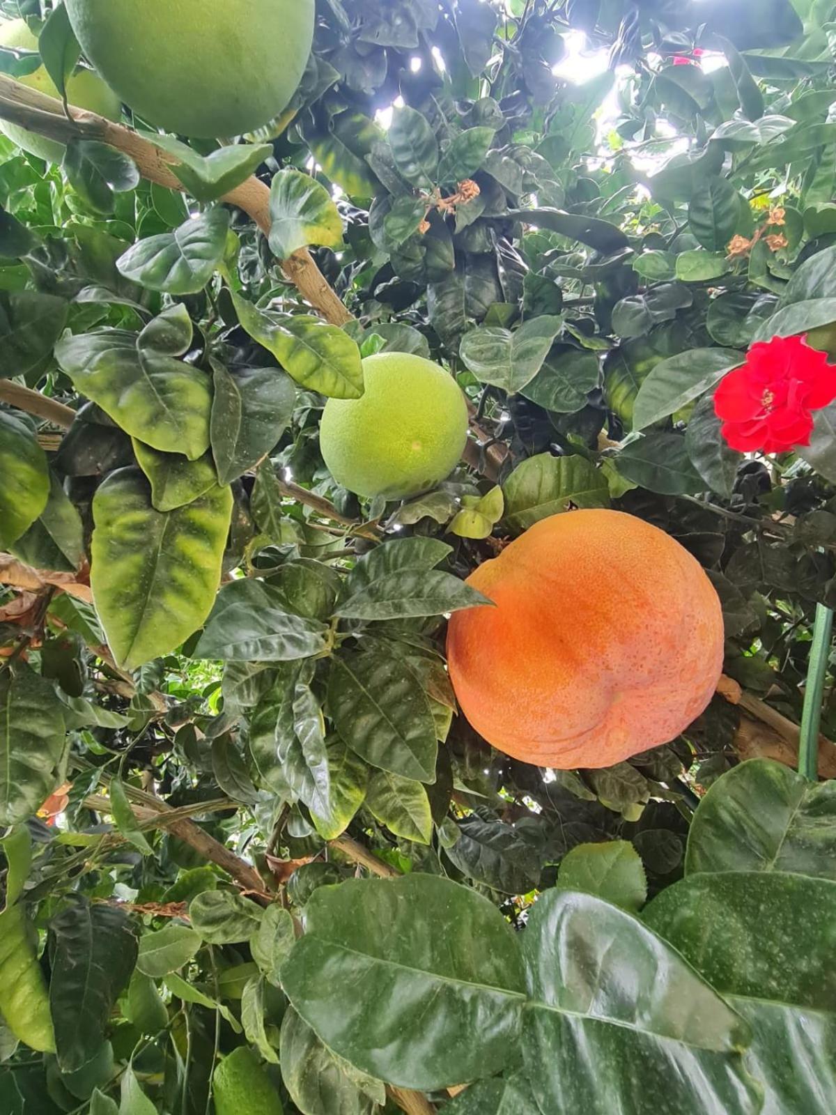 B&B Casa Vacanza Cioffi Vico Equense Bagian luar foto