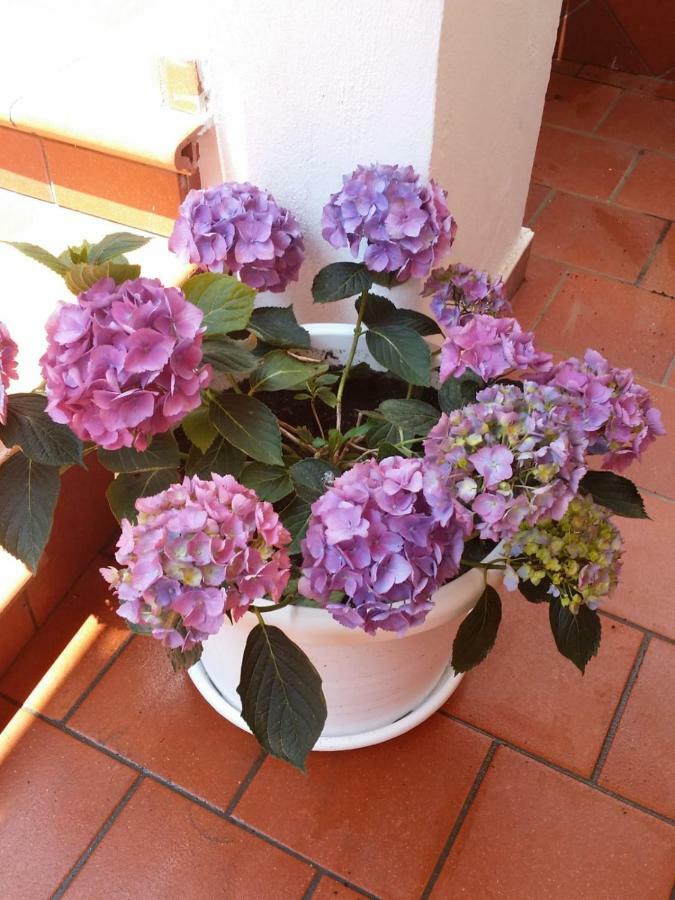 B&B Casa Vacanza Cioffi Vico Equense Bagian luar foto